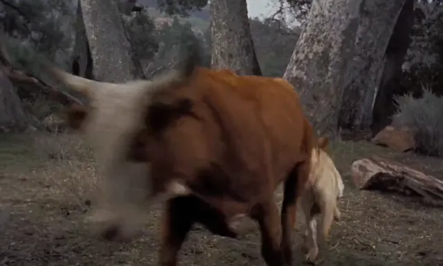 Hình ảnh phim Old Yeller trên PhimMoiHot Hình ảnh phim Old Yeller trên PhimMoiHot