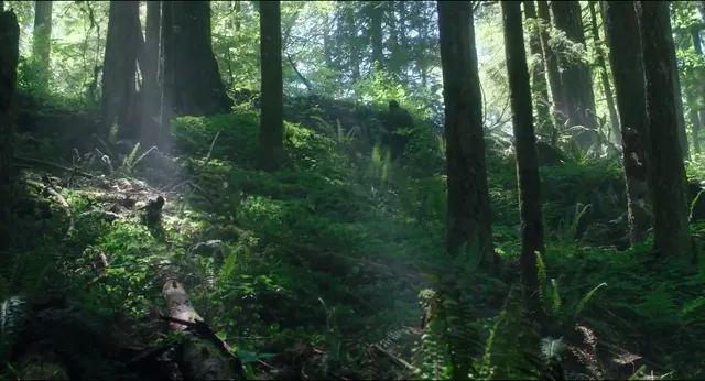 Leave No Trace 2018 Vietsub HD - PhimMoiHot Leave No Trace 2018 Vietsub HD - PhimMoiHot