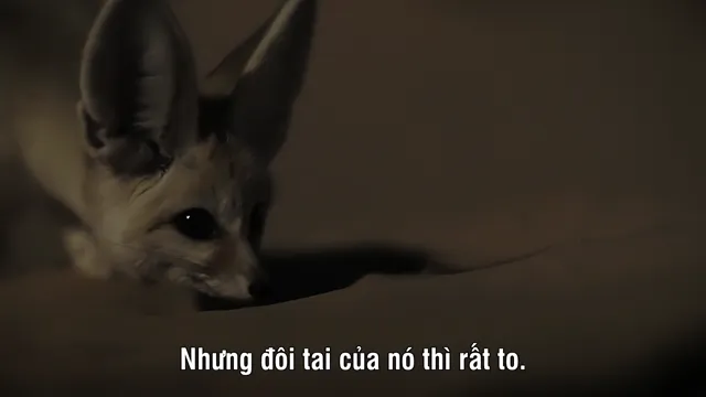 Xem Mammals (2024) tập 1 Vietsub tại PhimMoiHot Xem Mammals (2024) tập 1 Vietsub tại PhimMoiHot