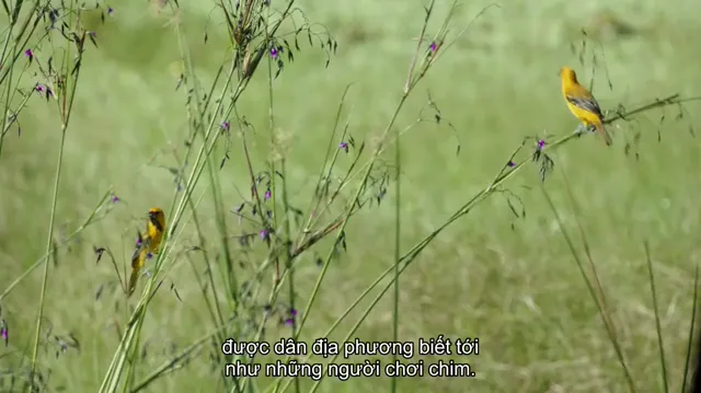 Những người yêu chim tập 1 Vietsub HD - PhimMoiHot Những người yêu chim tập 1 Vietsub HD - PhimMoiHot