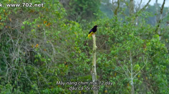 Xem phim Vũ điệu của loài chim Vietsub HD tại PhimMoiHot Xem phim Vũ điệu của loài chim Vietsub HD tại PhimMoiHot