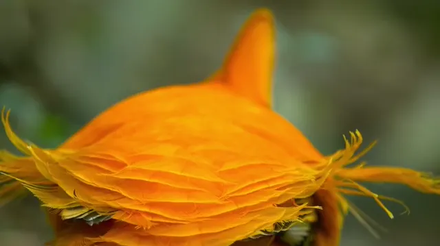 Vũ điệu của loài chim 2019 Vietsub HD - PhimMoiHot Vũ điệu của loài chim 2019 Vietsub HD - PhimMoiHot