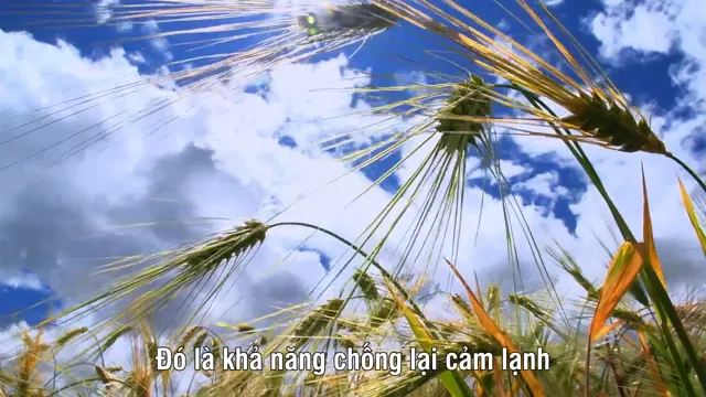 A Bite of China tập 2 Vietsub HD - PhimMoiHot A Bite of China tập 2 Vietsub HD - PhimMoiHot