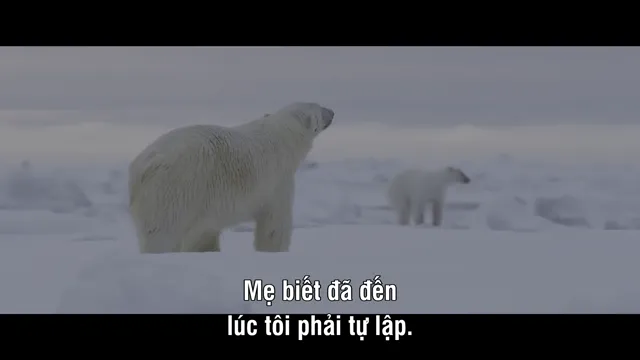 Gấu Bắc Cực 2022 Vietsub HD - PhimMoiHot Gấu Bắc Cực 2022 Vietsub HD - PhimMoiHot