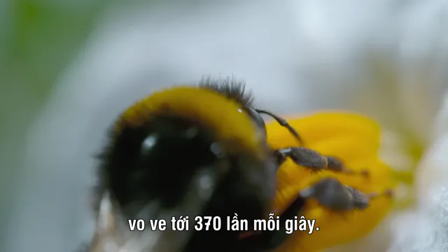 Xem David Attenborough: Thế giới bí mật của âm thanh tập 1 Vietsub tại PhimMoiHot Xem David Attenborough: Thế giới bí mật của âm thanh tập 1 Vietsub tại PhimMoiHot