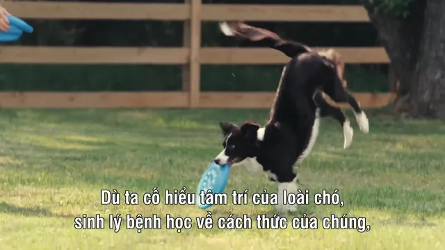Hình ảnh phim Những chú chó nghĩ gì trên PhimMoiHot Hình ảnh phim Những chú chó nghĩ gì trên PhimMoiHot