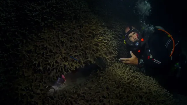 Great Barrier Reef tập 2 Vietsub HD - PhimMoiHot Great Barrier Reef tập 2 Vietsub HD - PhimMoiHot