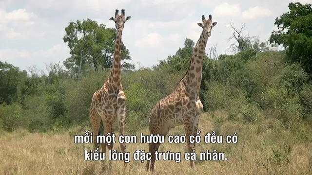Xem Châu Phi Huyền Diệu tập 1 Vietsub tại PhimMoiHot Xem Châu Phi Huyền Diệu tập 1 Vietsub tại PhimMoiHot