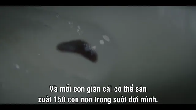 Xem A Real Bug’s Life tập 1 Vietsub tại PhimMoiHot Xem A Real Bug’s Life tập 1 Vietsub tại PhimMoiHot