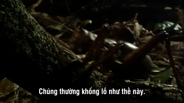 Xem phim Thế Giới Côn Trùng Khổng Lồ và Nguy Hiểm Vietsub HD tại PhimMoiHot