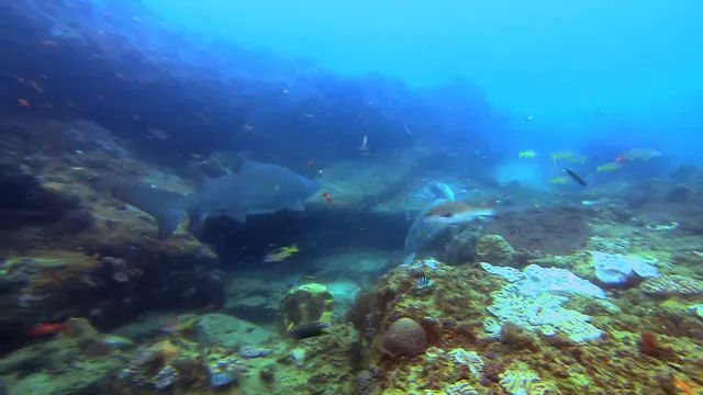 Xem phim OceanWorld 3D Vietsub HD tại PhimMoiHot Xem phim OceanWorld 3D Vietsub HD tại PhimMoiHot