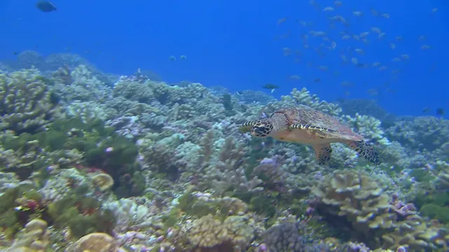 OceanWorld 3D 2009 Vietsub HD - PhimMoiHot OceanWorld 3D 2009 Vietsub HD - PhimMoiHot