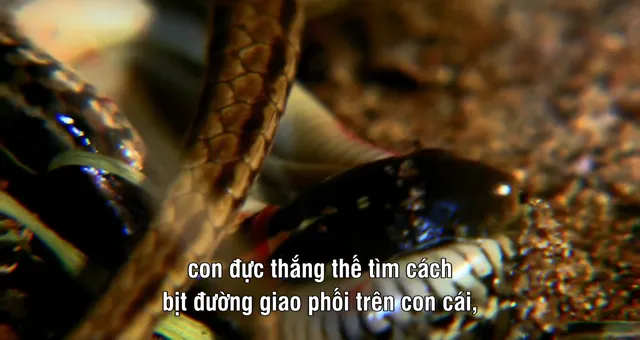Xem phim Nét đẹp của loài rắn Vietsub HD tại PhimMoiHot Xem phim Nét đẹp của loài rắn Vietsub HD tại PhimMoiHot