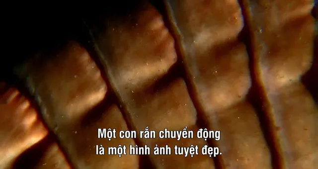 Hình ảnh phim Nét đẹp của loài rắn trên PhimMoiHot Hình ảnh phim Nét đẹp của loài rắn trên PhimMoiHot