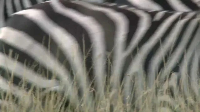 Xem phim African Cats Vietsub HD tại PhimMoiHot Xem phim African Cats Vietsub HD tại PhimMoiHot