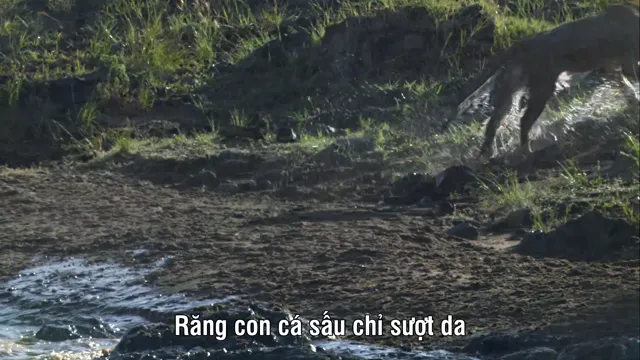 African Cats 2011 Vietsub HD - PhimMoiHot African Cats 2011 Vietsub HD - PhimMoiHot