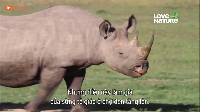 Xem phim Khu Bảo Tồn Ol Pejeta Châu Phi (Phần 3) Vietsub HD tại PhimMoiHot Xem phim Khu Bảo Tồn Ol Pejeta Châu Phi (Phần 3) Vietsub HD tại PhimMoiHot