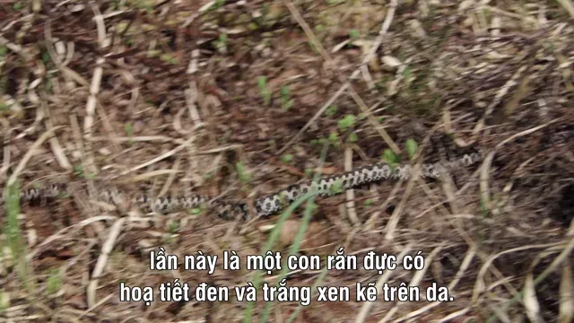 Xem Magie der Moore tập 1 Vietsub tại PhimMoiHot Xem Magie der Moore tập 1 Vietsub tại PhimMoiHot