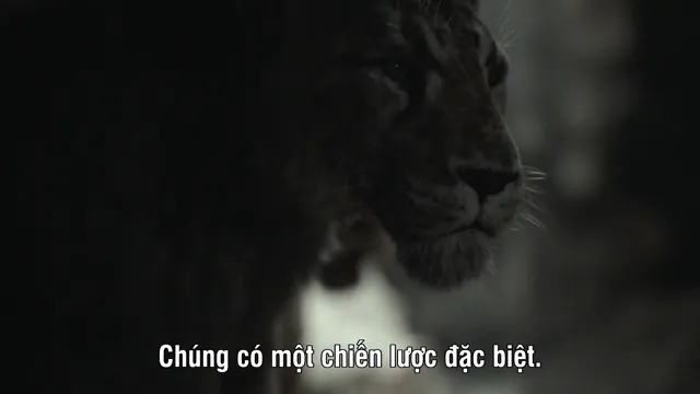 Xem Hành Tinh Thời Tiền Sử (Phần 3) tập 2 Vietsub tại PhimMoiHot Xem Hành Tinh Thời Tiền Sử (Phần 3) tập 2 Vietsub tại PhimMoiHot