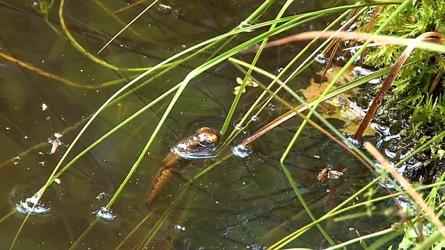 Sky Hunters – The World of Dragonfly 2010 Vietsub HD - PhimMoiHot Sky Hunters – The World of Dragonfly 2010 Vietsub HD - PhimMoiHot