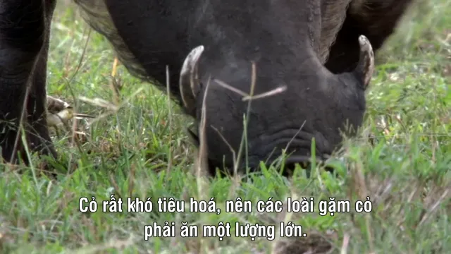 Xem The Great Rift: Africa’s Wild Heart tập 1 Vietsub tại PhimMoiHot Xem The Great Rift: Africa’s Wild Heart tập 1 Vietsub tại PhimMoiHot