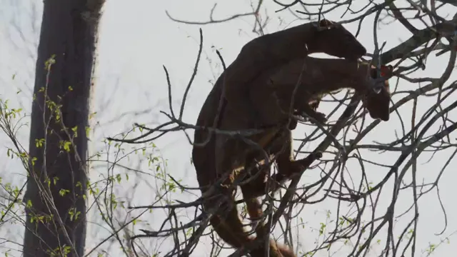 Xem phim Madagascar: Africa’s Galapagos Vietsub HD tại PhimMoiHot Xem phim Madagascar: Africa’s Galapagos Vietsub HD tại PhimMoiHot
