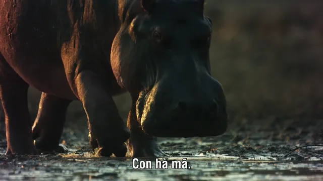 Madagascar: Africa’s Galapagos 2019 Vietsub HD - PhimMoiHot Madagascar: Africa’s Galapagos 2019 Vietsub HD - PhimMoiHot