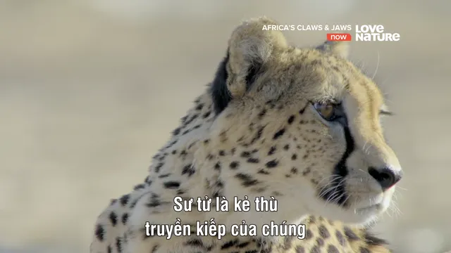 Xem phim Africa’s Claws and Jaws Vietsub HD tại PhimMoiHot Xem phim Africa’s Claws and Jaws Vietsub HD tại PhimMoiHot