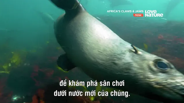 Hình ảnh phim Africa’s Claws and Jaws trên PhimMoiHot Hình ảnh phim Africa’s Claws and Jaws trên PhimMoiHot