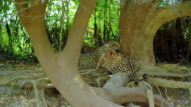 Jaguarland 2020 Vietsub HD - PhimMoiHot Jaguarland 2020 Vietsub HD - PhimMoiHot