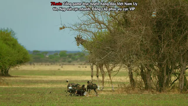 Hình ảnh Serengeti tập 6 trên PhimMoiHot Hình ảnh Serengeti tập 6 trên PhimMoiHot