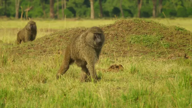 Serengeti tập 6 Vietsub HD - PhimMoiHot Serengeti tập 6 Vietsub HD - PhimMoiHot