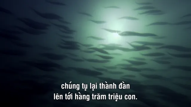 Xem Nature’s Great Events tập 5 Vietsub tại PhimMoiHot Xem Nature’s Great Events tập 5 Vietsub tại PhimMoiHot