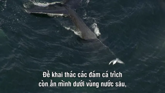 Nature’s Great Events tập 5 Vietsub HD - PhimMoiHot Nature’s Great Events tập 5 Vietsub HD - PhimMoiHot