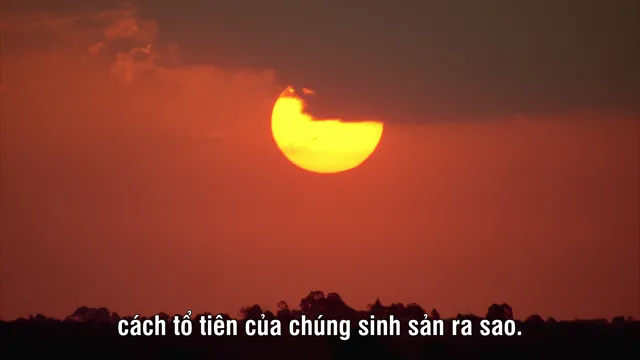 Hình ảnh David Attenborough’s Rise of Animals: Triumph of the Vertebrates tập 2 trên PhimMoiHot Hình ảnh David Attenborough’s Rise of Animals: Triumph of the Vertebrates tập 2 trên PhimMoiHot