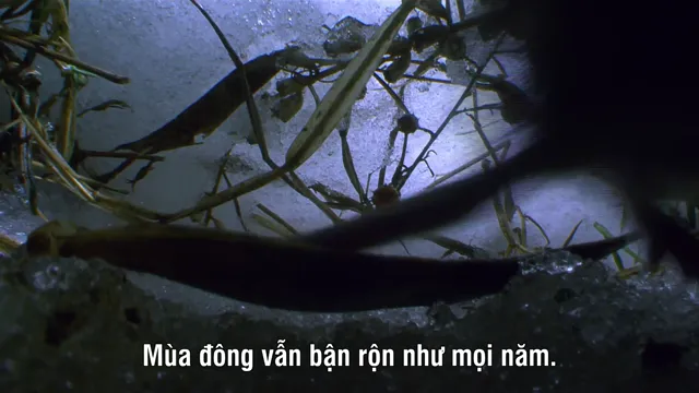 Châu Mỹ Hoang Dã tập 3 Vietsub HD - PhimMoiHot Châu Mỹ Hoang Dã tập 3 Vietsub HD - PhimMoiHot