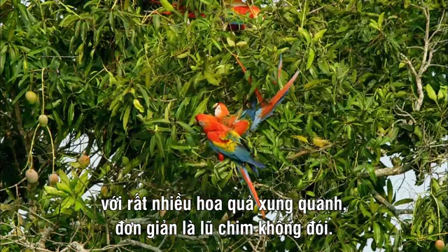Xem Earthflight tập 2 Vietsub tại PhimMoiHot Xem Earthflight tập 2 Vietsub tại PhimMoiHot