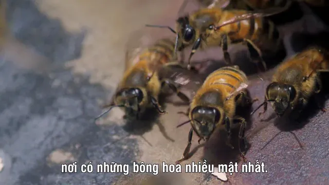 Xem phim Những Quái Vật Tý Hon Vietsub HD tại PhimMoiHot Xem phim Những Quái Vật Tý Hon Vietsub HD tại PhimMoiHot