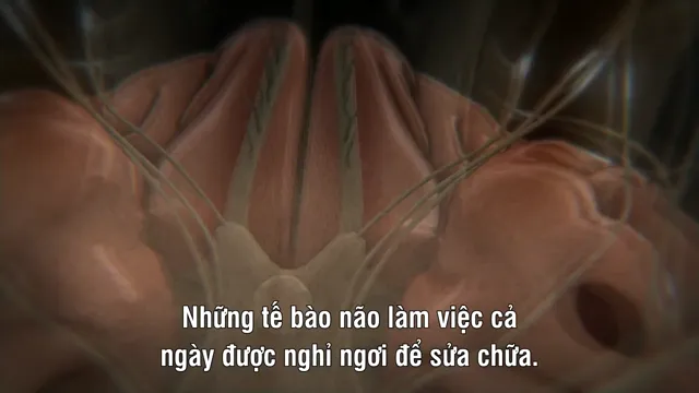 Human Body: Pushing the Limits tập 1 Vietsub HD - PhimMoiHot Human Body: Pushing the Limits tập 1 Vietsub HD - PhimMoiHot
