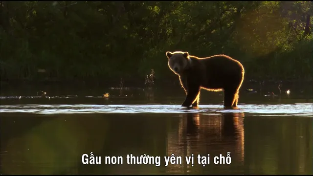 Thiên nhiên hoang dã Nước Nga tập 2 Vietsub HD - PhimMoiHot Thiên nhiên hoang dã Nước Nga tập 2 Vietsub HD - PhimMoiHot