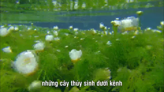 Xem phim SATOYAMA: Khu Vườn Thủy Sinh Tuyệt Vời Vietsub HD tại PhimMoiHot Xem phim SATOYAMA: Khu Vườn Thủy Sinh Tuyệt Vời Vietsub HD tại PhimMoiHot