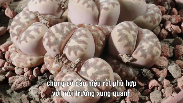 Hình ảnh Kingdom of Plants tập 1 trên PhimMoiHot