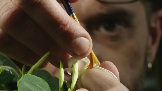 Kingdom of Plants tập 1 Vietsub HD - PhimMoiHot
