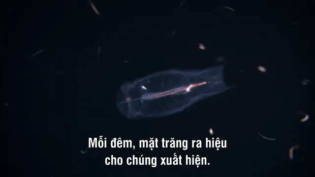 Thiên Nhiên Hoang Dã Hawaii tập 2 Vietsub HD - PhimMoiHot Thiên Nhiên Hoang Dã Hawaii tập 2 Vietsub HD - PhimMoiHot