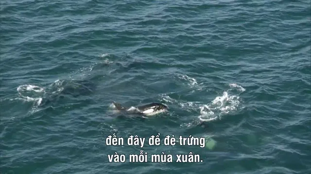 Hình ảnh Ocean Giants tập 3 trên PhimMoiHot Hình ảnh Ocean Giants tập 3 trên PhimMoiHot