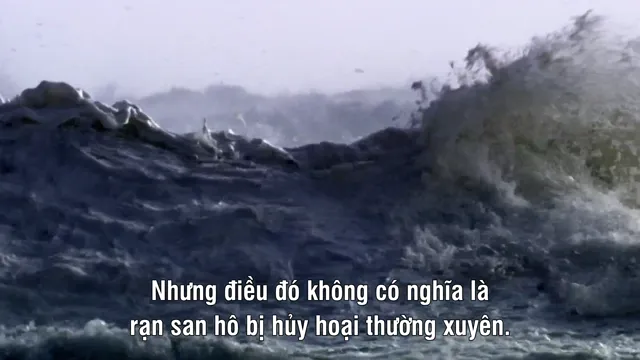 Xem Khám Phá Rạn San Hô Great Barrier cùng David Attenborough tập 1 Vietsub tại PhimMoiHot Xem Khám Phá Rạn San Hô Great Barrier cùng David Attenborough tập 1 Vietsub tại PhimMoiHot
