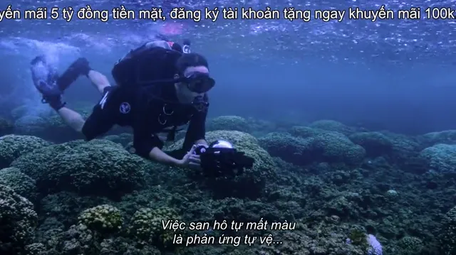 Xem Đi tìm san hô tập 1 Vietsub tại PhimMoiHot Xem Đi tìm san hô tập 1 Vietsub tại PhimMoiHot