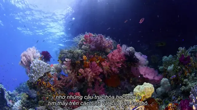 Hình ảnh Đi tìm san hô tập 1 trên PhimMoiHot Hình ảnh Đi tìm san hô tập 1 trên PhimMoiHot