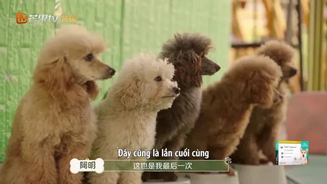 Hình ảnh Đi Nào, Cún Con! tập 1 trên PhimMoiHot Hình ảnh Đi Nào, Cún Con! tập 1 trên PhimMoiHot