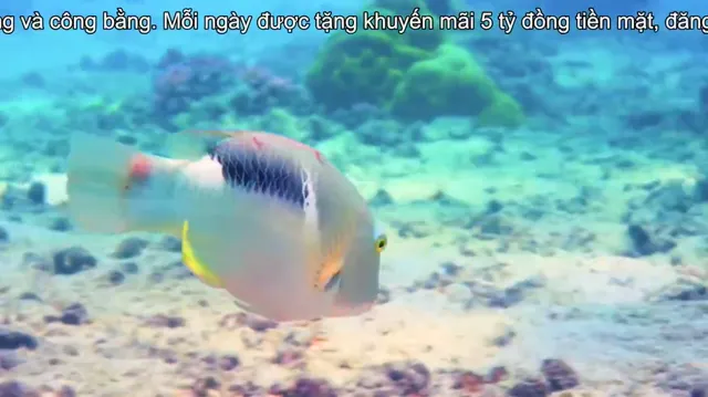 Xem phim Đại Dương: Hành Tinh Xanh Của Chúng Ta Vietsub HD tại PhimMoiHot Xem phim Đại Dương: Hành Tinh Xanh Của Chúng Ta Vietsub HD tại PhimMoiHot